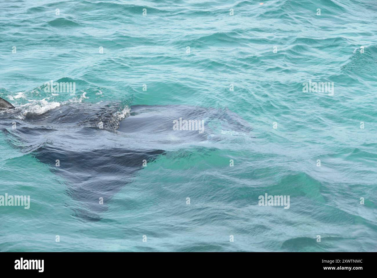 AM sogenannten Manta-point kann man sehr gut die Mantas beim schwimmen zusehen. Weil Mantas nur in wenigen Gewässern vorkommen und sich sehr langsam fortpflanzen, werden sie durch einen plötzlichen Konsum als Haiersatz in ihrer Art leider stark gefährdet. Besonders in China gelten die Kopfflossen von Mantarochen als Delikatesse und Ersatz für Haifischflossen. Dazu werden die Kopfflossen von Mantarochen für traditionelle Medikamente verwendet. *** Au soi-disant point Manta, vous pouvez regarder les raies manta nager très bien parce que les raies manta ne se produisent que dans quelques eaux et se reproduisent très lentement, Banque D'Images