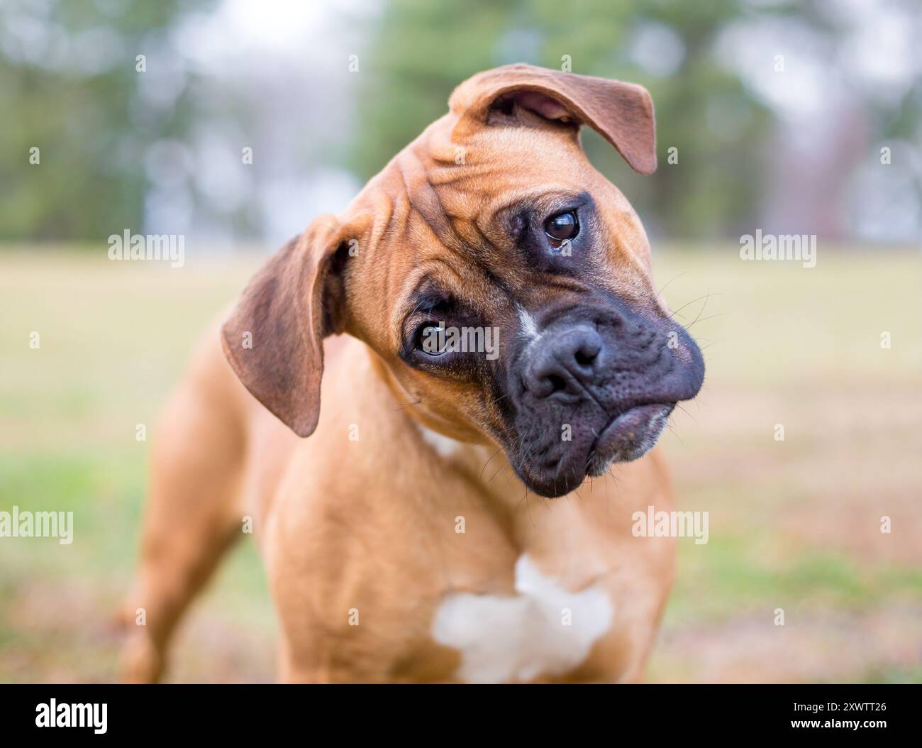 Un jeune chiot Boxer de race pure écoutant avec une inclinaison de la tête Banque D'Images