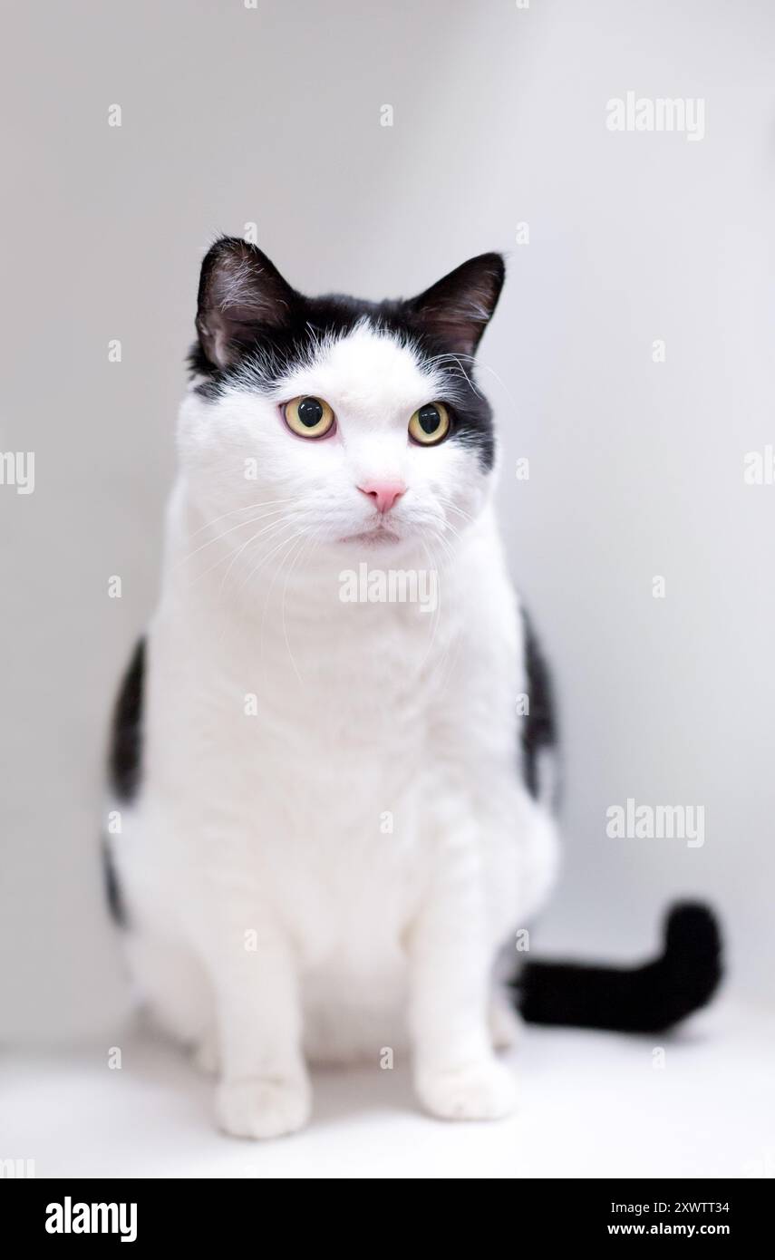 Un chat noir et blanc en surpoids avec des yeux jaunes Banque D'Images