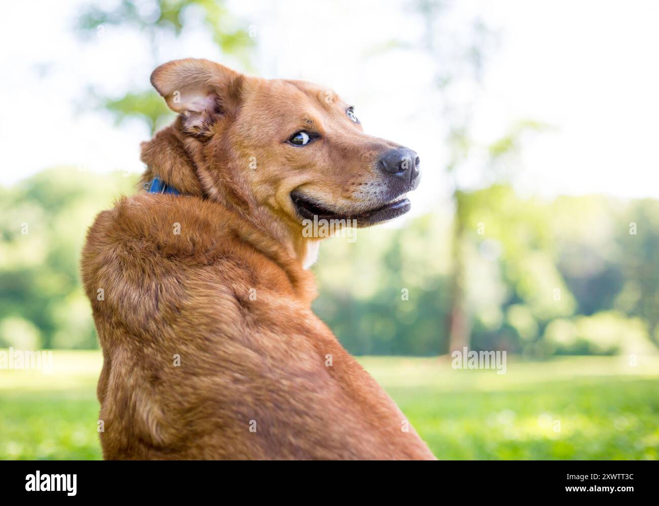 Chien de race mixte Retriever regardant par-dessus son épaule avec une expression drôle sur son visage Banque D'Images