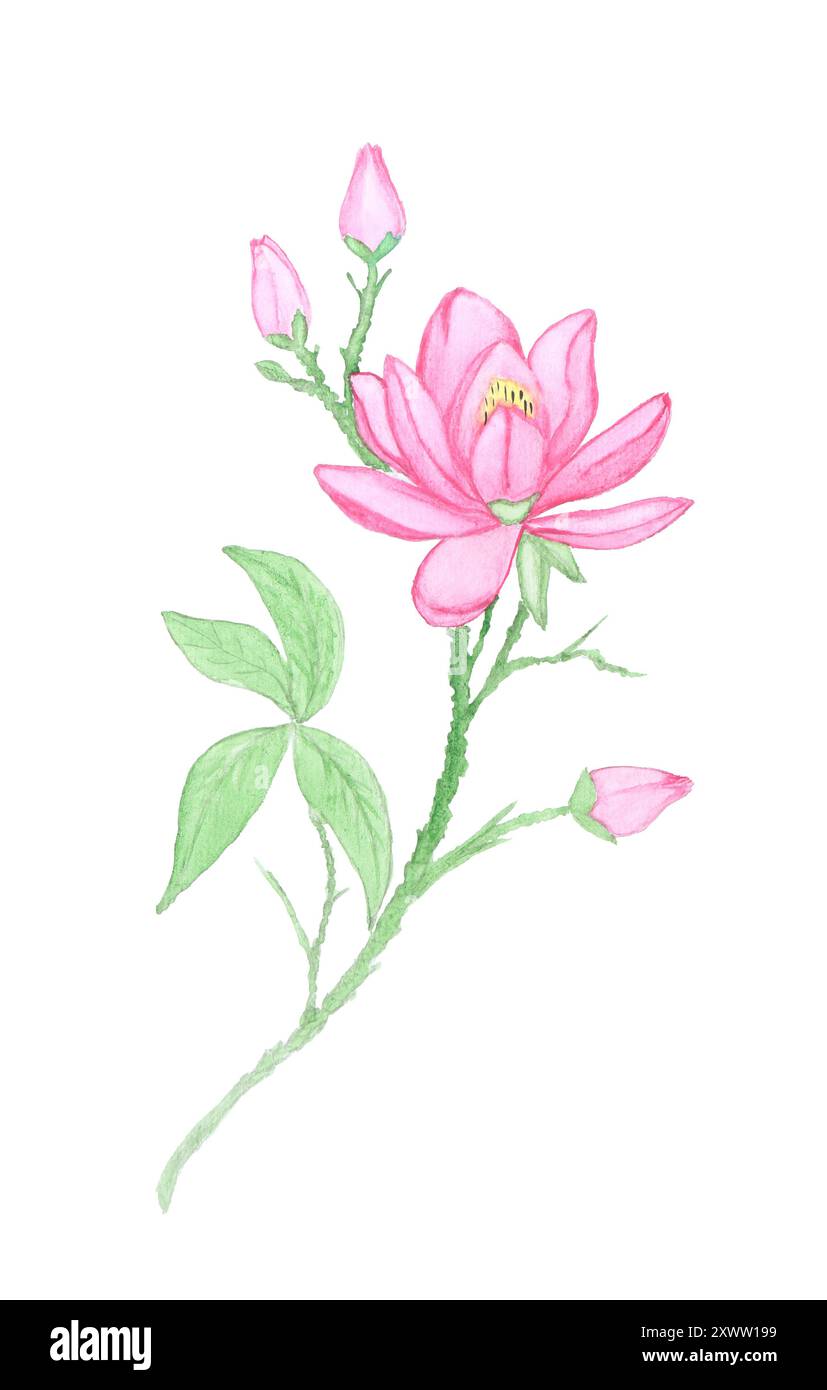 Peinture aquarelle de belle fleur de lotus isolée sur blanc Banque D'Images