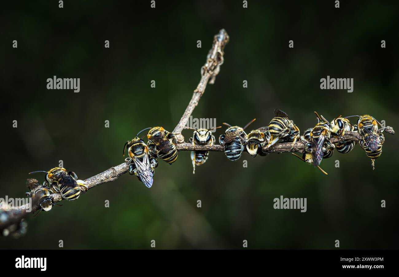 Groupe de petites abeilles sudores mignonnes, nid de guêpes (Hyménoptères) reposant sur les branches de l'arbre et isolé sur fond noir. Banque D'Images