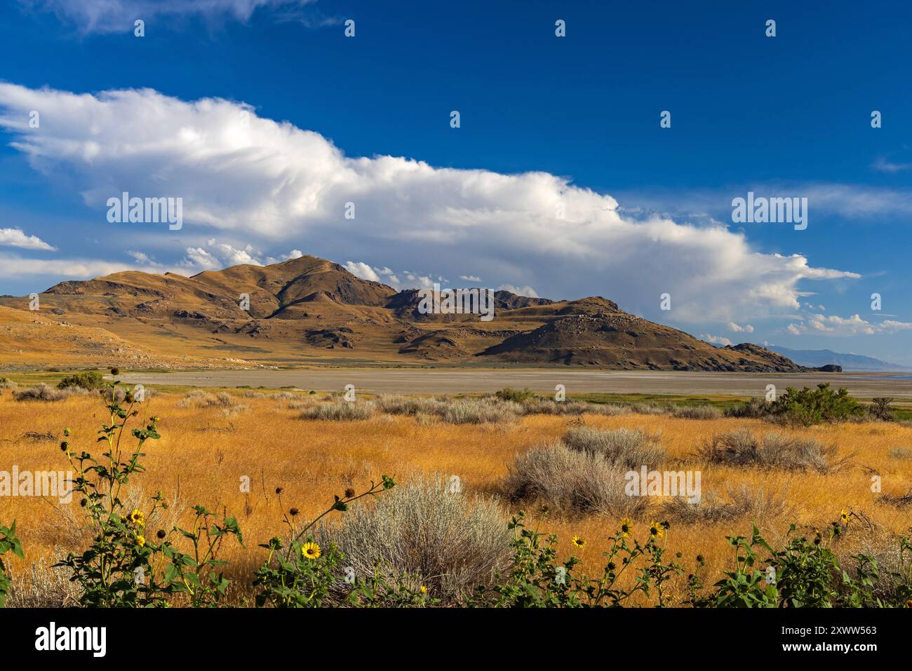 Les nuages cumulus s'accumulent lors d'une chaude journée d'été dans la région de White Rock Bay du parc d'État d'Antelope Island, Syracuse, comté de Davis, Utah, États-Unis. Banque D'Images