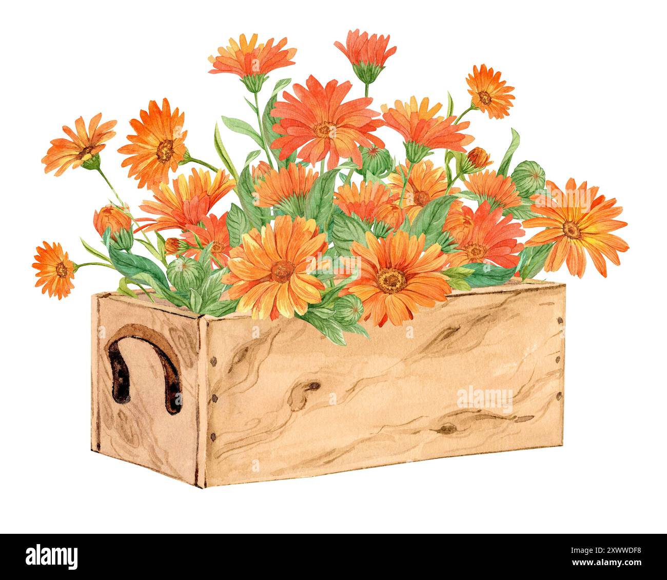 Calendula peint à la main avec des aquarelles dans une boîte en bois. Composition décorative dans le style provençal. Boîte à fleurs pour invitations et cartes de mariage, herba Banque D'Images