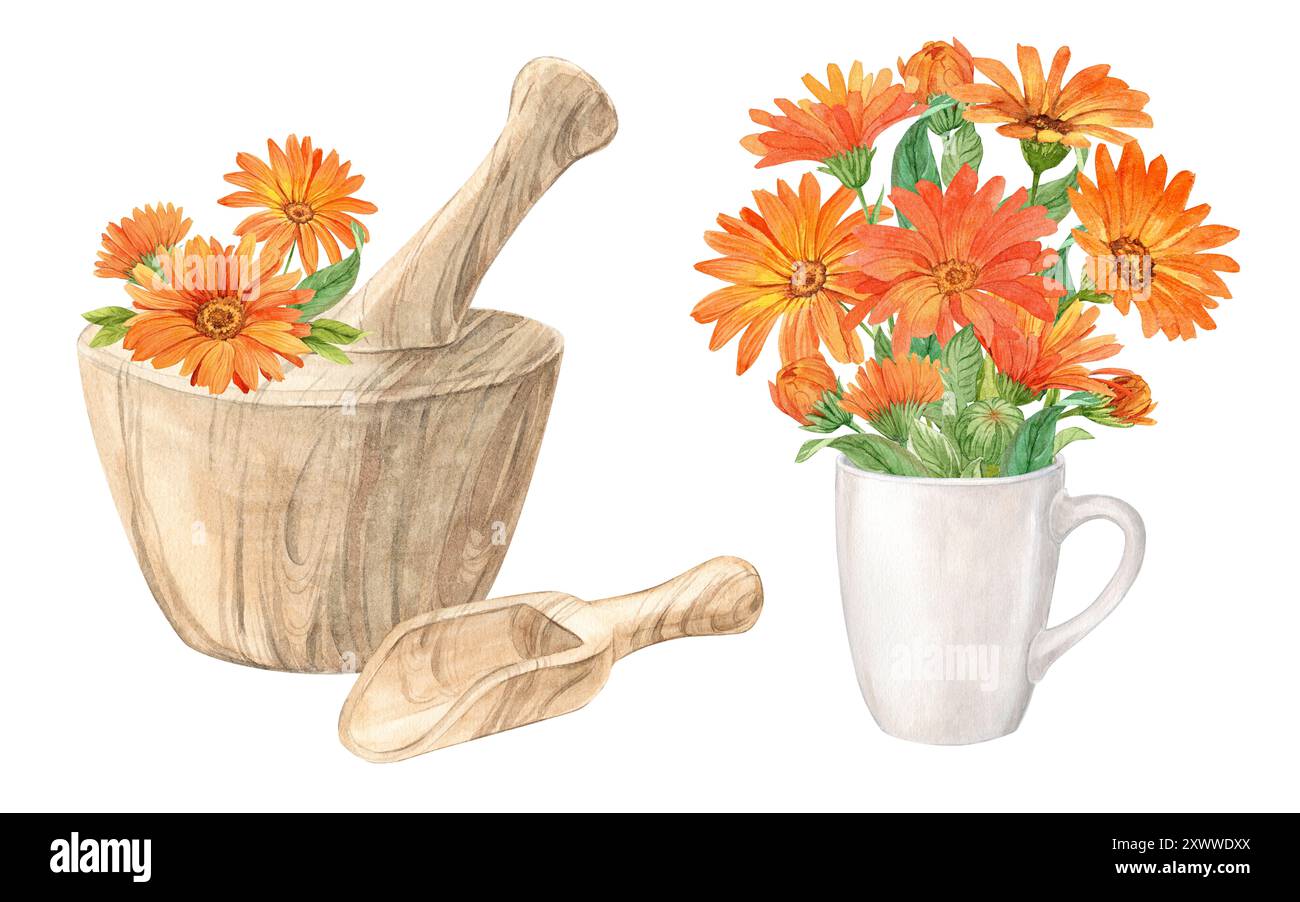 Mortier en bois pour herbes et fleurs de calendula. Préparation de tisane, tonique. Le concept de phytothérapie, laboratoire. Composition pour l'étiquette de Banque D'Images