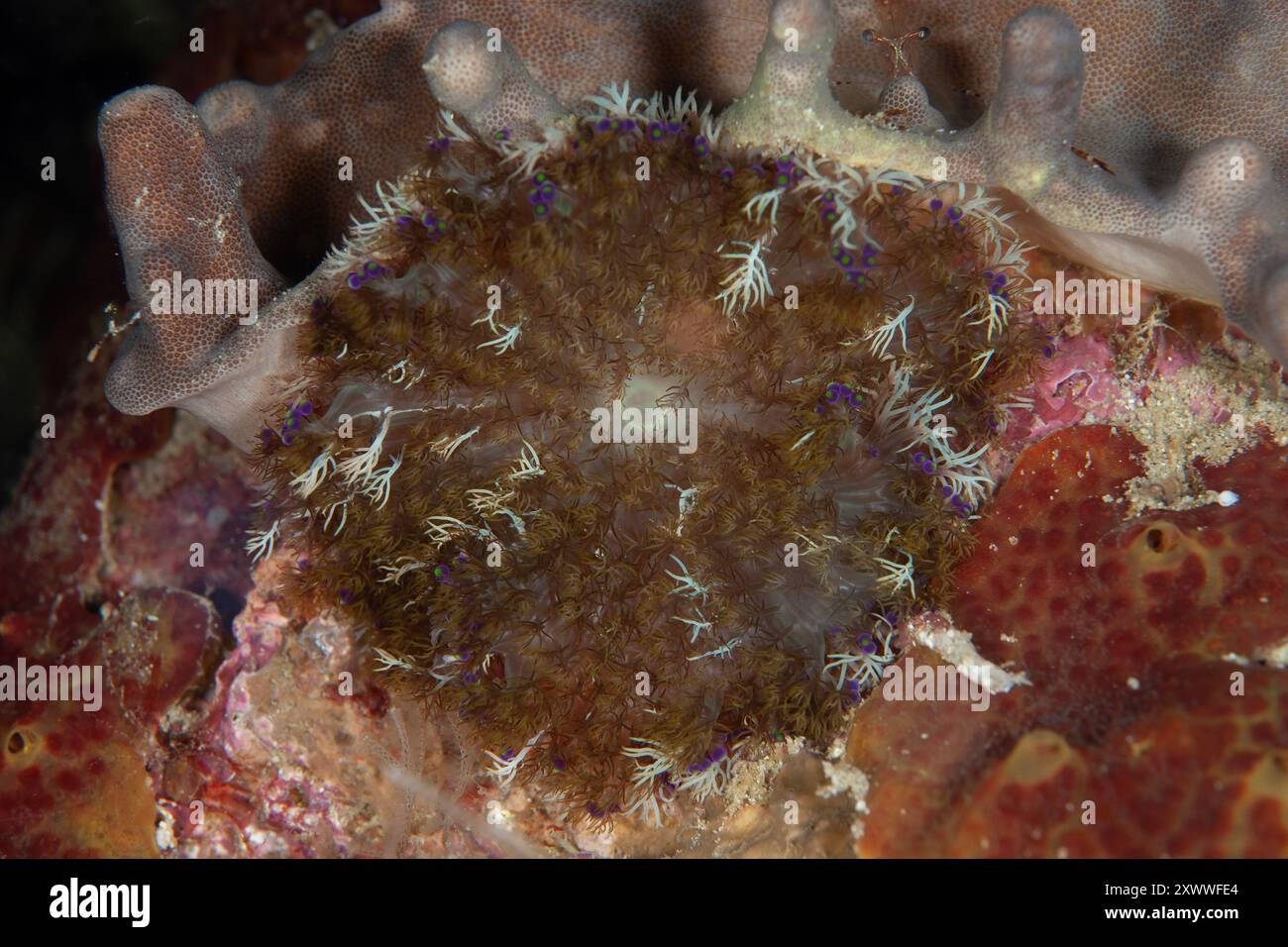 Anémone de sphère inférieure, Heterodactyla hemprichi, avec nématopheres violets et tentacules blancs sur le disque buccal, plongée de nuit, site de plongée de Pantai Kalig, nea Banque D'Images