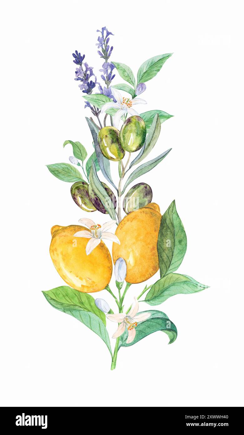 Une composition de citrons, de lavande et de branches d'oliviers. Un bouquet dans le style de la Provence. Une composition de fruits pour décorer les plats, invitations, Banque D'Images