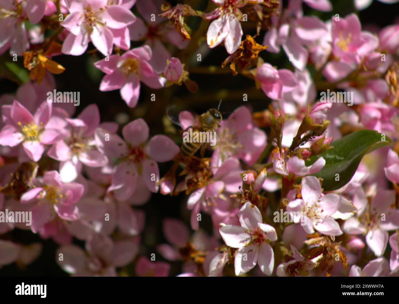 bourdon pollinisant des fleurs roses sur le buisson Banque D'Images