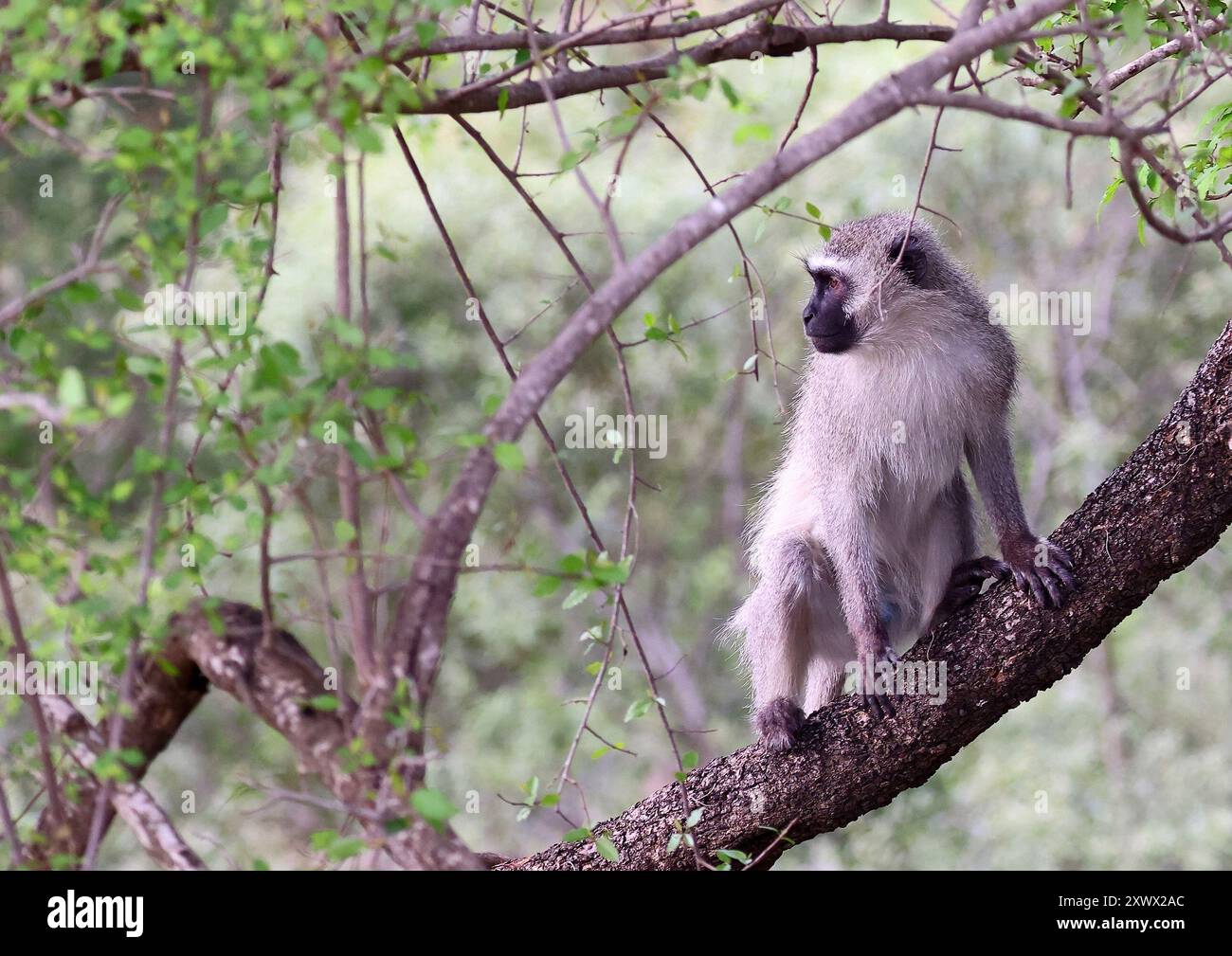 Afrique du Sud, Parc National Kruger : grivet (chlorocebus aethiops), singe de l'ancien monde, primate de la famille des Cercopithécidés Banque D'Images