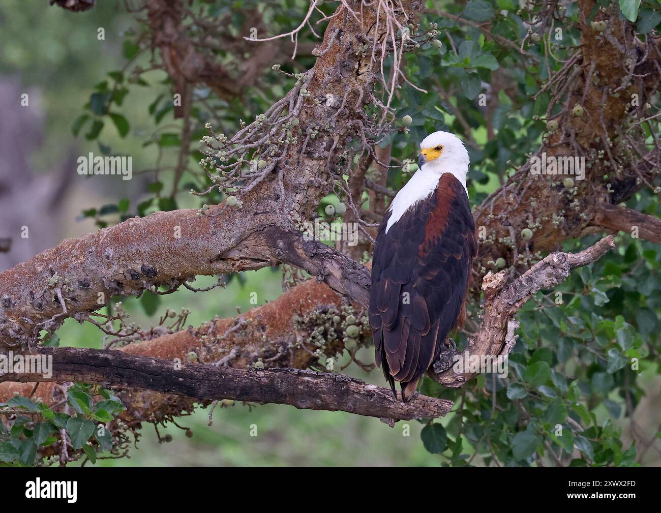 Afrique du Sud, Parc national Kruger : aigle de mer africain ou aigle de mer africain (haliaeetus vocifer) Banque D'Images