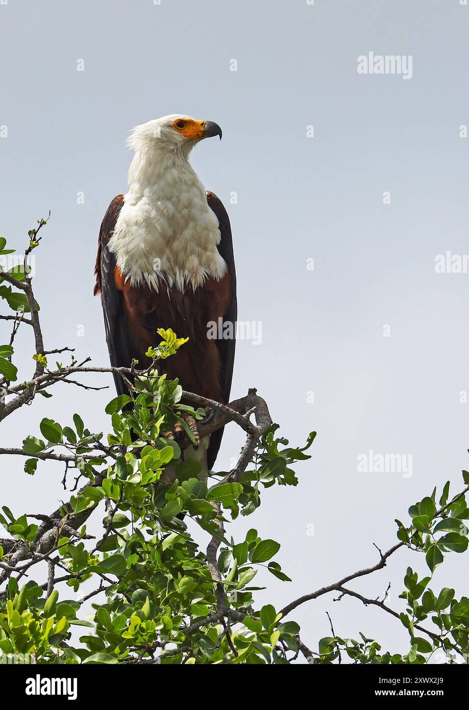 Afrique du Sud, Parc national Kruger : aigle de mer africain ou aigle de mer africain (haliaeetus vocifer) Banque D'Images