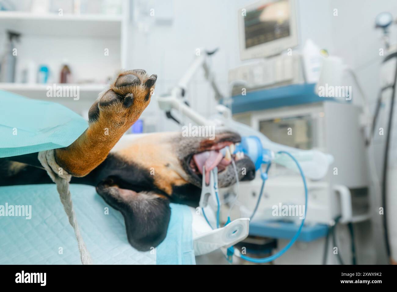 Le chien en salle d'opération est anesthésié et surveillé avec un oxymètre de pouls sur sa langue, connecté à un masque respiratoire en clinique vétérinaire. Banque D'Images