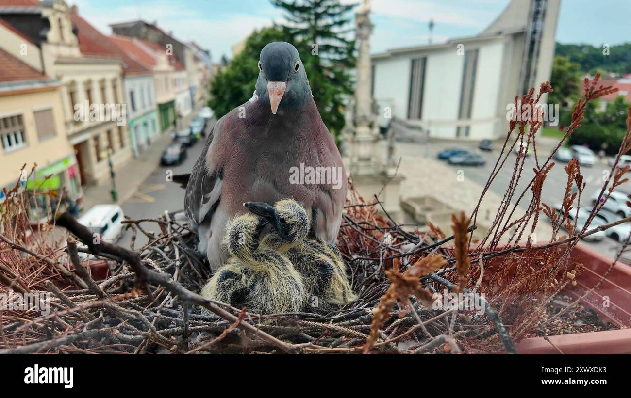 Des colombes avec des squabs. Les pigeons demandent à être nourris. Les poussins ont quatre jours. Le concept de la vie des pigeons dans la ville Banque D'Images