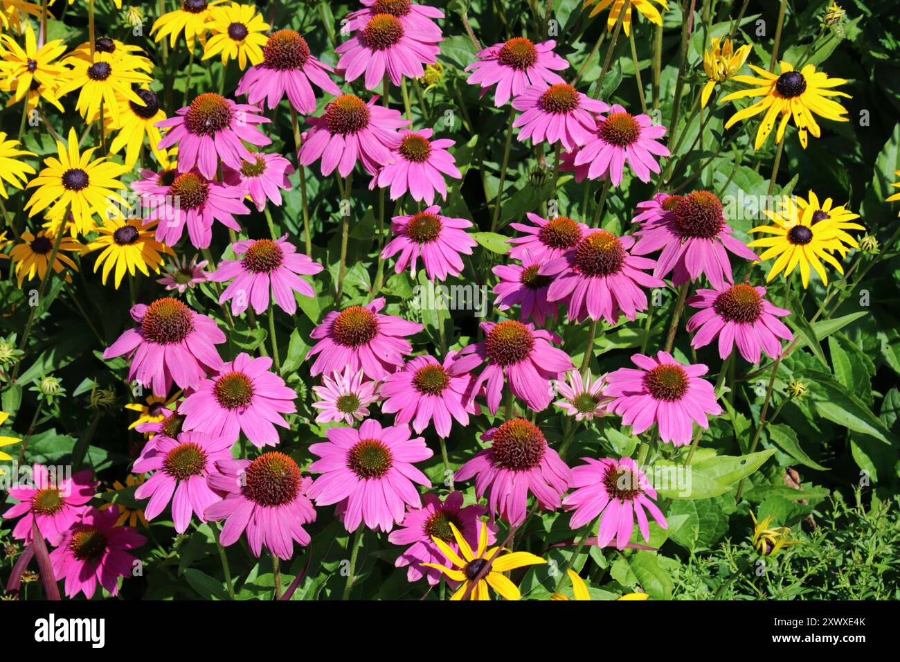 Coneflower (Echinacea purpurea 'Powow Wild Berry') Banque D'Images