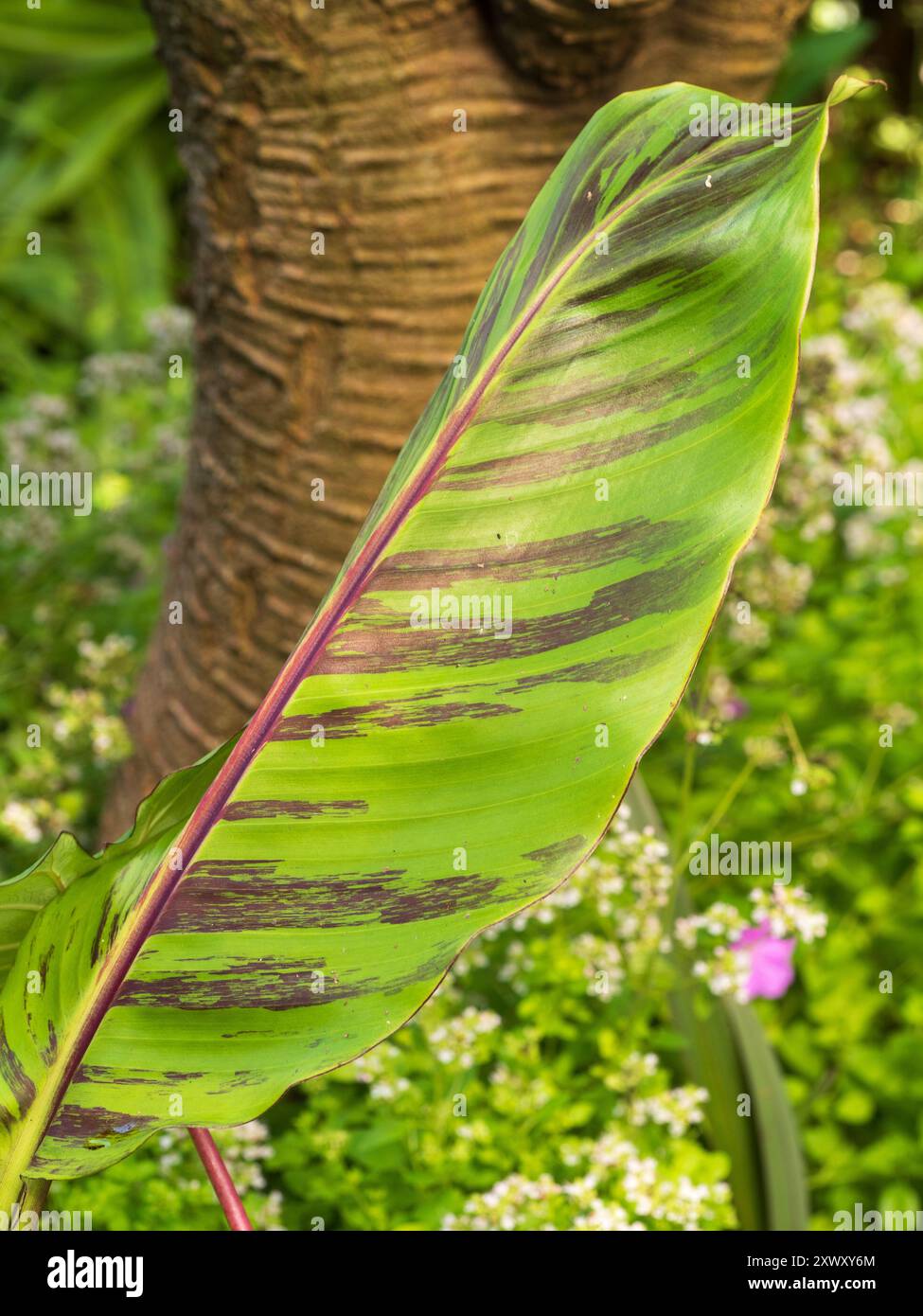 Feuillage rouge marqué de la grande banane exotique semi-rustique à tendre Musa sikkimensis 'Tigre du Bengale' dans un jardin britannique Banque D'Images