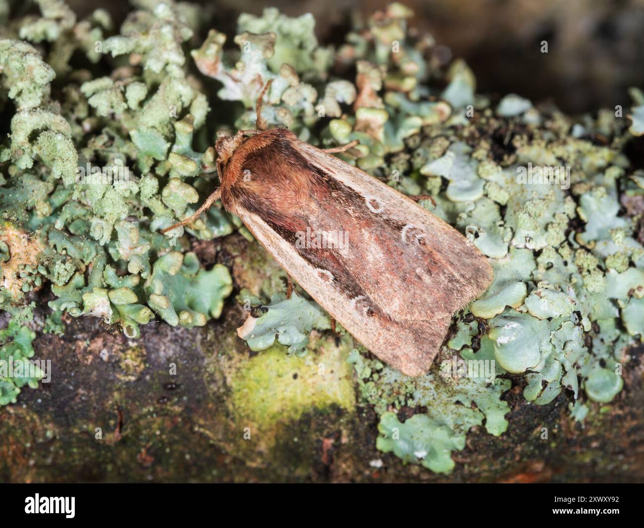 UK Flame épaule Moth, Ochropleura plecta, reposant sur une branche couverte de lichen Banque D'Images UK Flame épaule Moth, Ochropleura plecta, reposant sur une branche couverte de lichen Banque D'Images