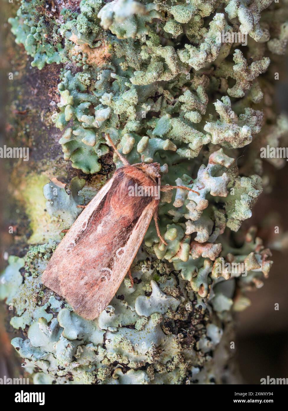 UK Flame épaule Moth, Ochropleura plecta, reposant sur une branche couverte de lichen Banque D'Images UK Flame épaule Moth, Ochropleura plecta, reposant sur une branche couverte de lichen Banque D'Images