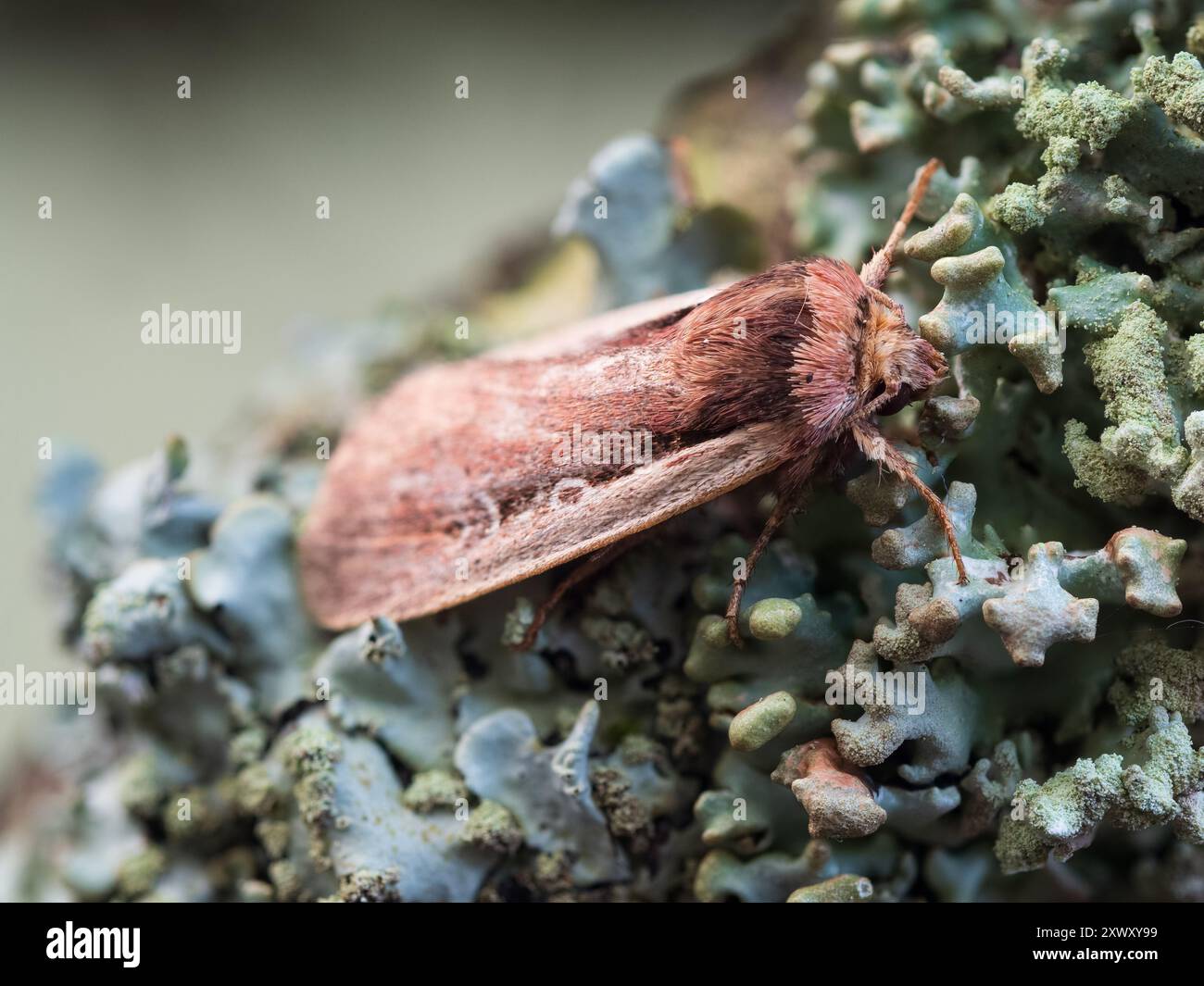 UK Flame épaule Moth, Ochropleura plecta, reposant sur une branche couverte de lichen Banque D'Images UK Flame épaule Moth, Ochropleura plecta, reposant sur une branche couverte de lichen Banque D'Images