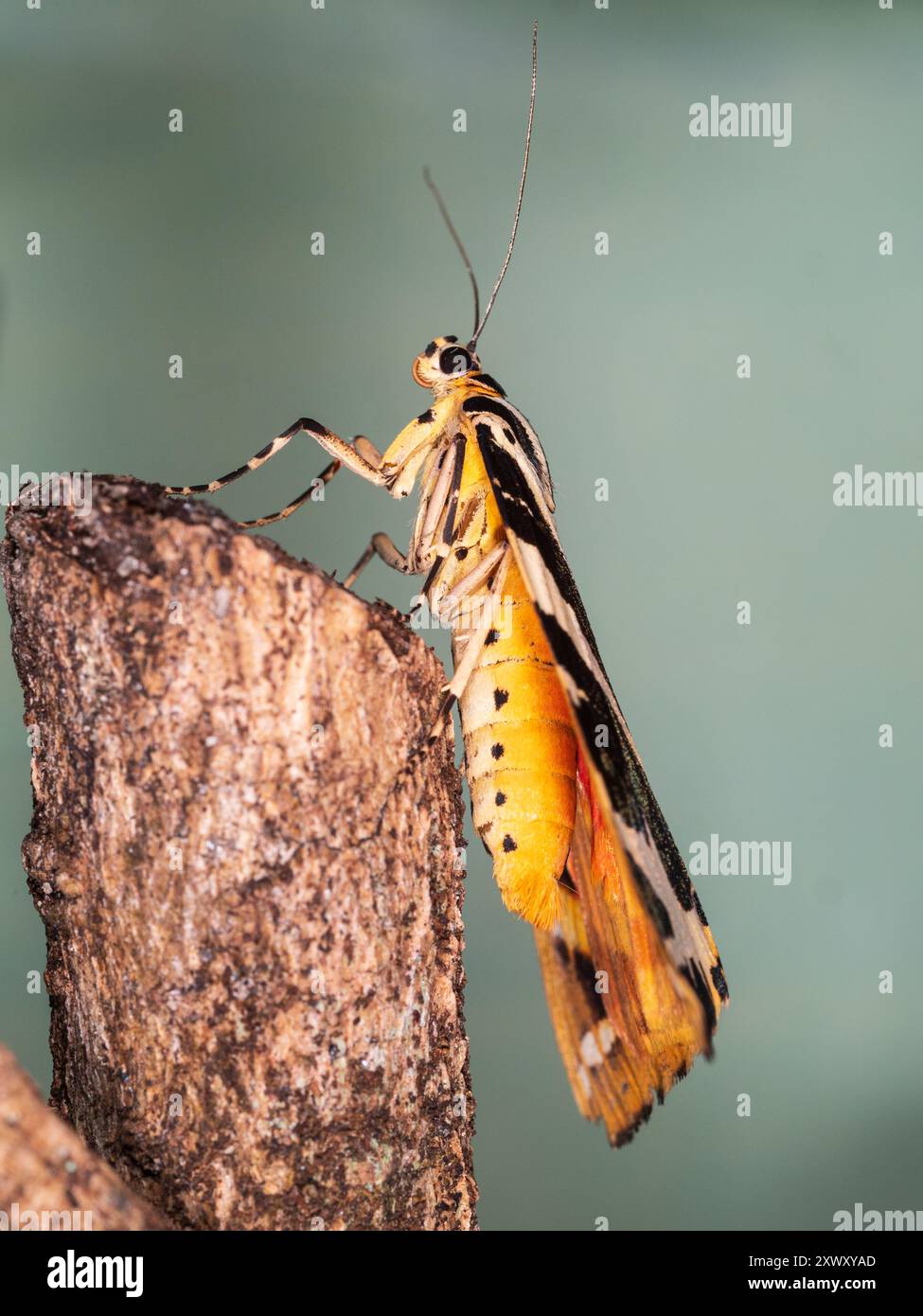 Vue latérale d'une teigne du Tigre du Jersey britannique au repos, Euplagia quadripunctaria, montrant un thorax jaune rougeâtre Banque D'Images