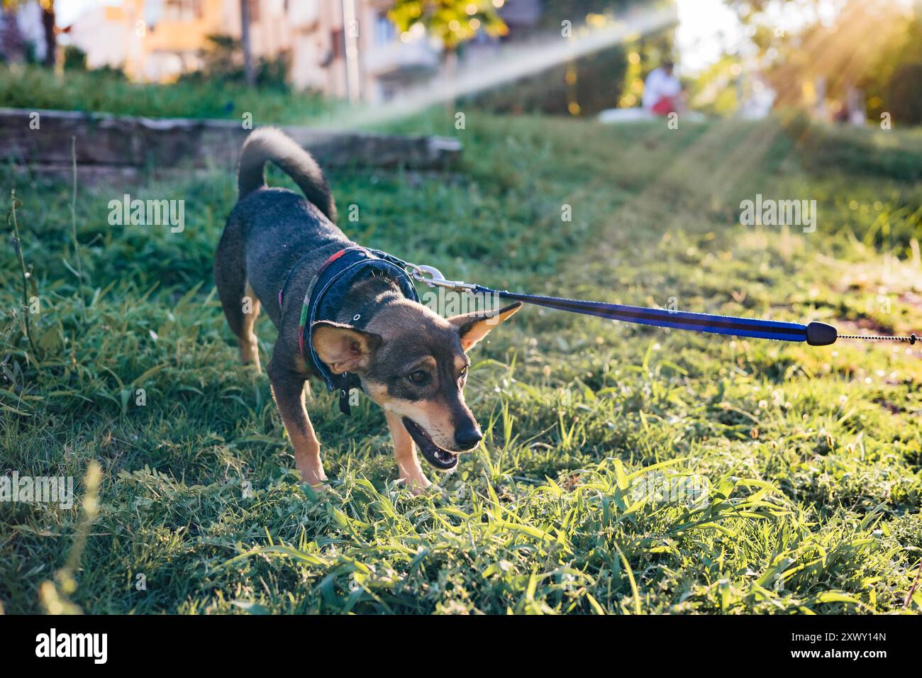 Portrait de petit chien multi-races marchant et jouant avec le propriétaire dans le parc public, jeune chiot ludique Banque D'Images