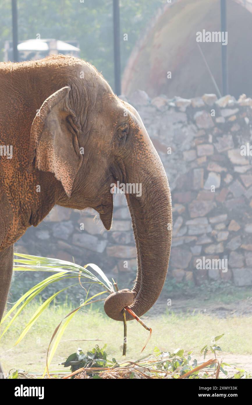 Gros plan sur l'éléphant indien. Éléphant d'Asie avec de longues défenses. Portrait d'éléphant dans une enceinte en pierre Banque D'Images