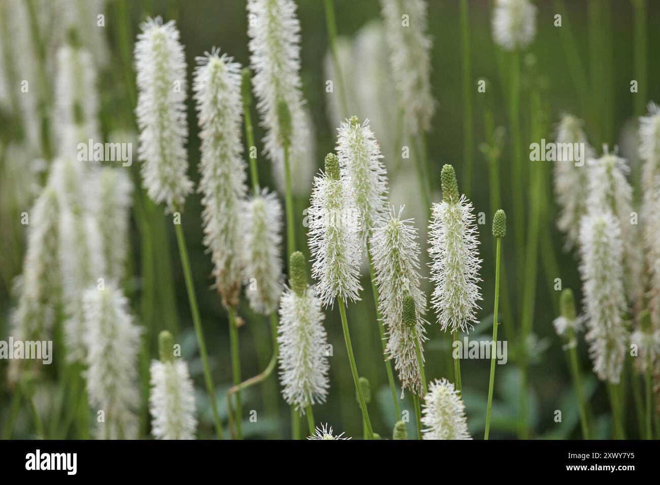 Crème Sanguisorba canadensis, le burnet blanc ou burnet canadien en fleur. Banque D'Images