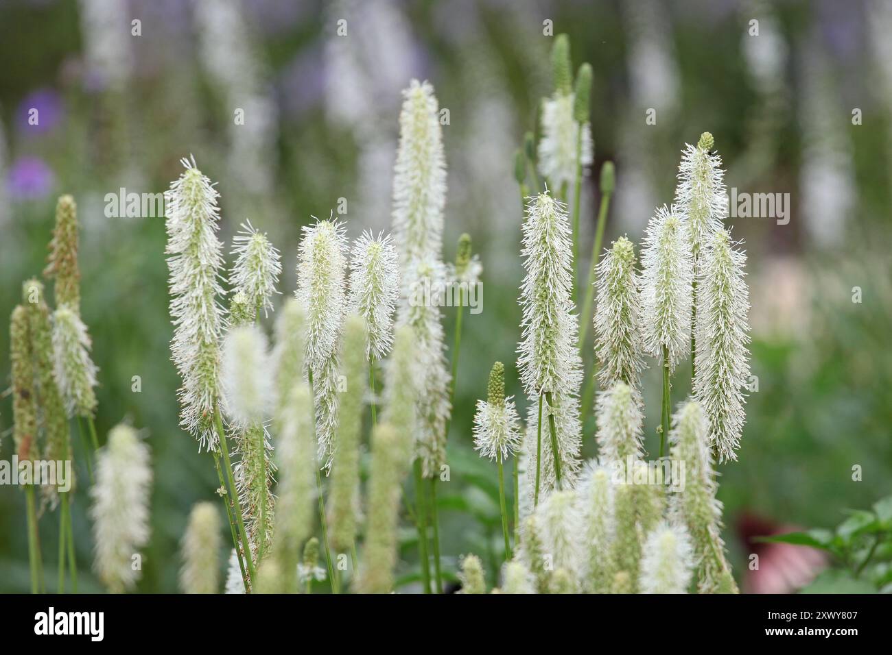 Crème Sanguisorba canadensis, le burnet blanc ou burnet canadien en fleur. Banque D'Images