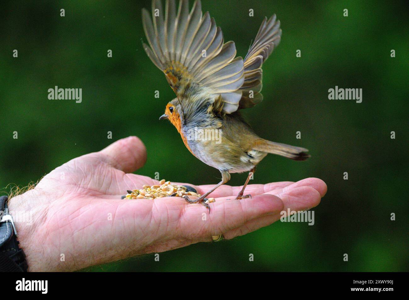 Robin-Erithacus rubecula perché sur la main humaine avec les ailes complètement écartées Banque D'Images