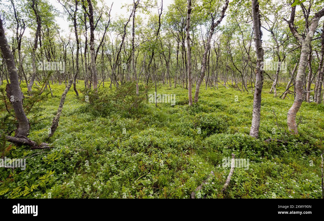 Forêt de bouleaux alpins Banque D'Images