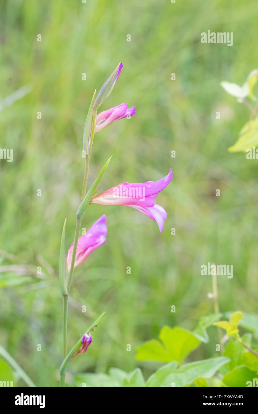 Gladiolus (Gladiolus illyricus), Gigor-et-Lozeron, Auvergne-Rhône-Alpes, France. Banque D'Images