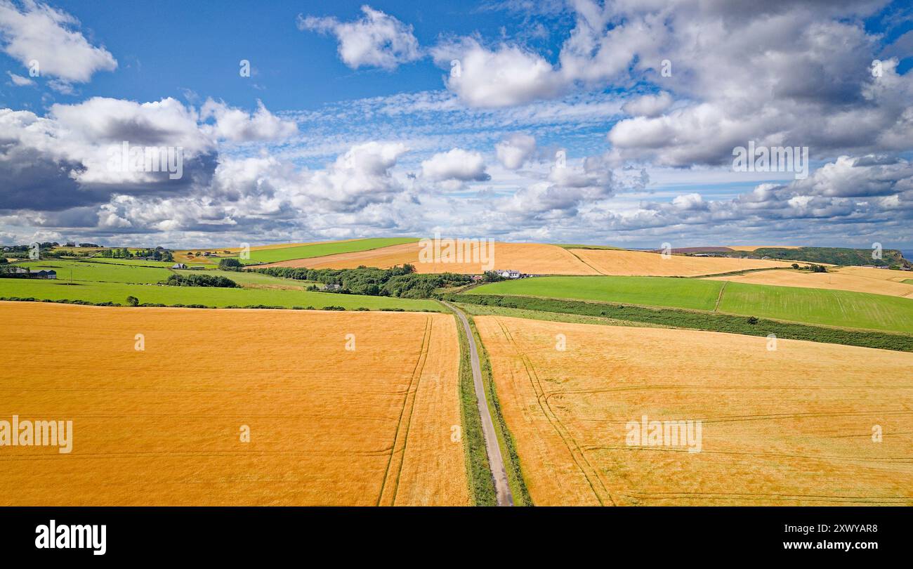 Champs d'orge Aberdeenshire Écosse dans le ciel bleu d'été au-dessus des cultures non coupées près de Crovie Banque D'Images