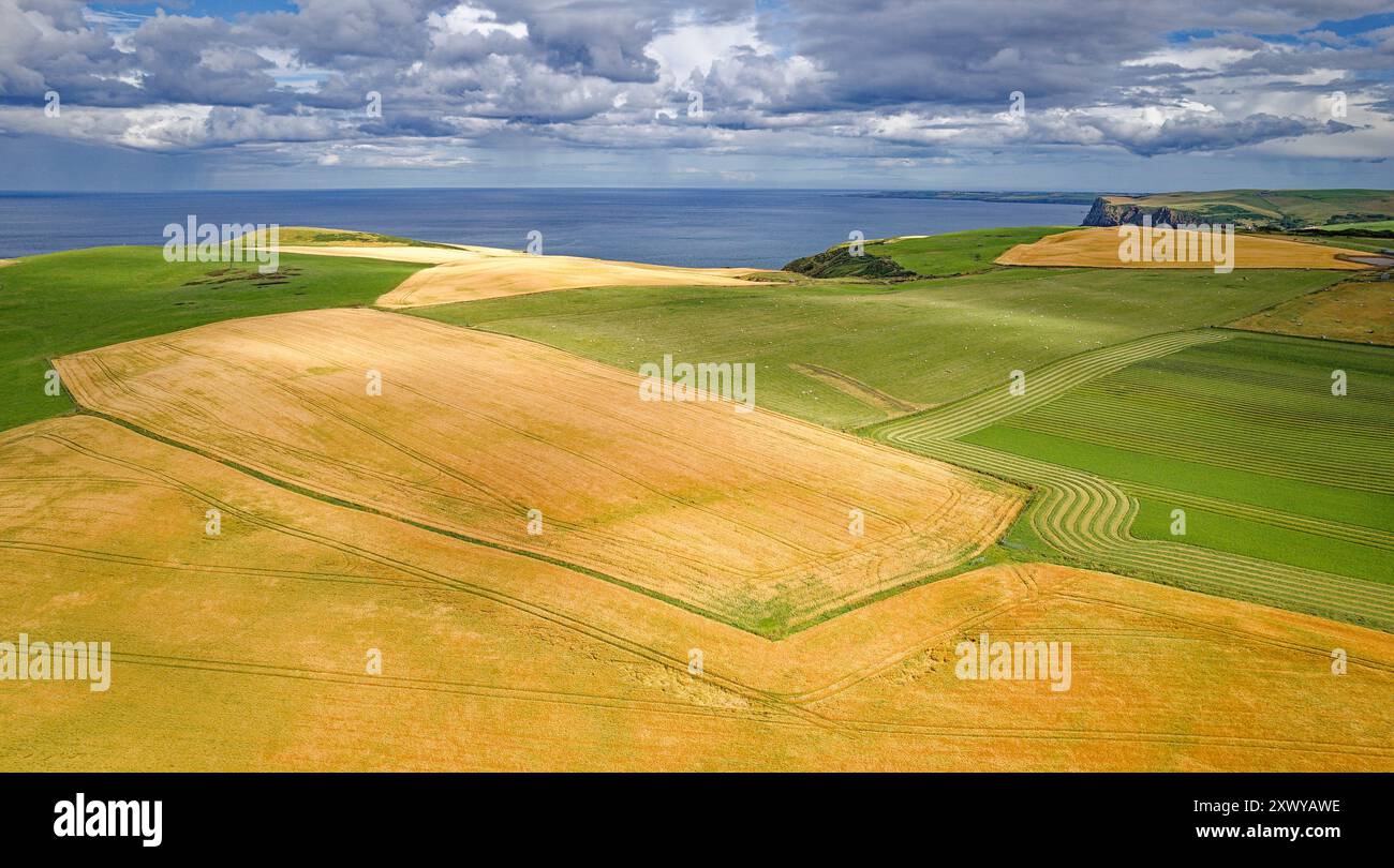 Champs d'orge Aberdeenshire Écosse surplombant le Moray Firth en été avec la pluie approchant et les nuages sur les cultures non coupées Banque D'Images