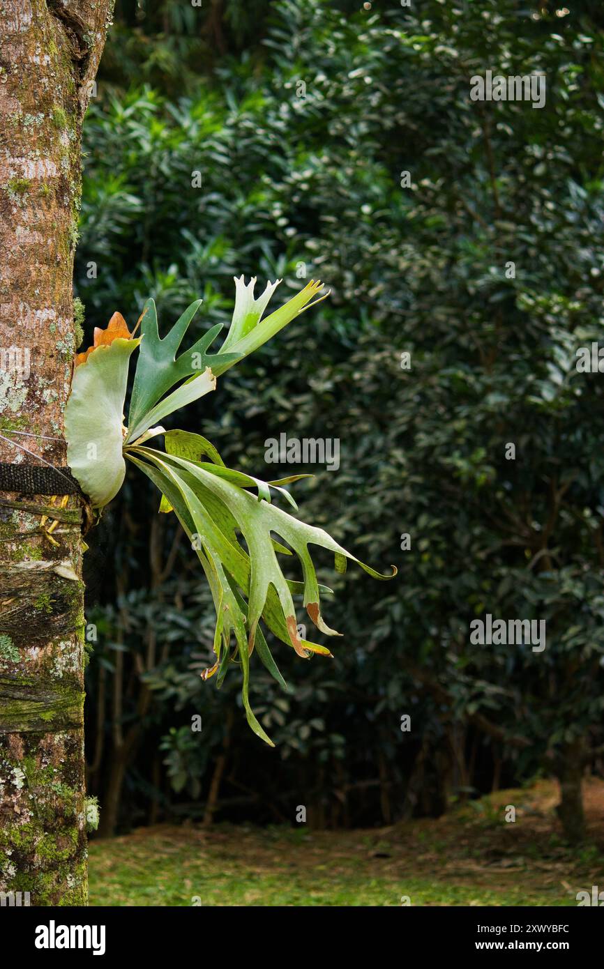 Un gros plan d'une fougère Elkhorn dans le jardin, mettant en valeur ses frondes complexes et sa texture unique, ajoutant une touche d'élégance à l'espace Banque D'Images