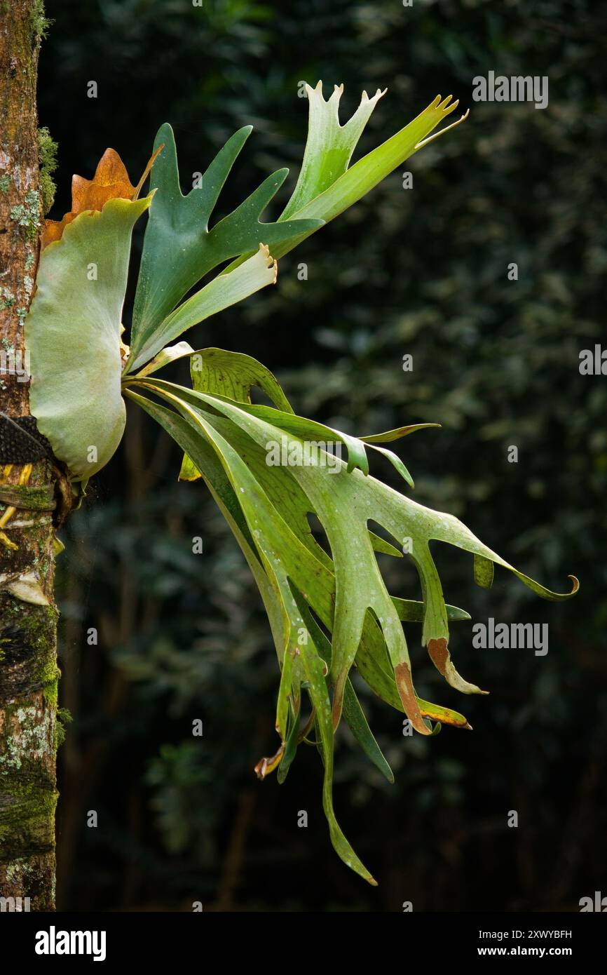 Un gros plan d'une fougère Elkhorn dans le jardin, mettant en valeur ses frondes complexes et sa texture unique, ajoutant une touche d'élégance à l'espace Banque D'Images