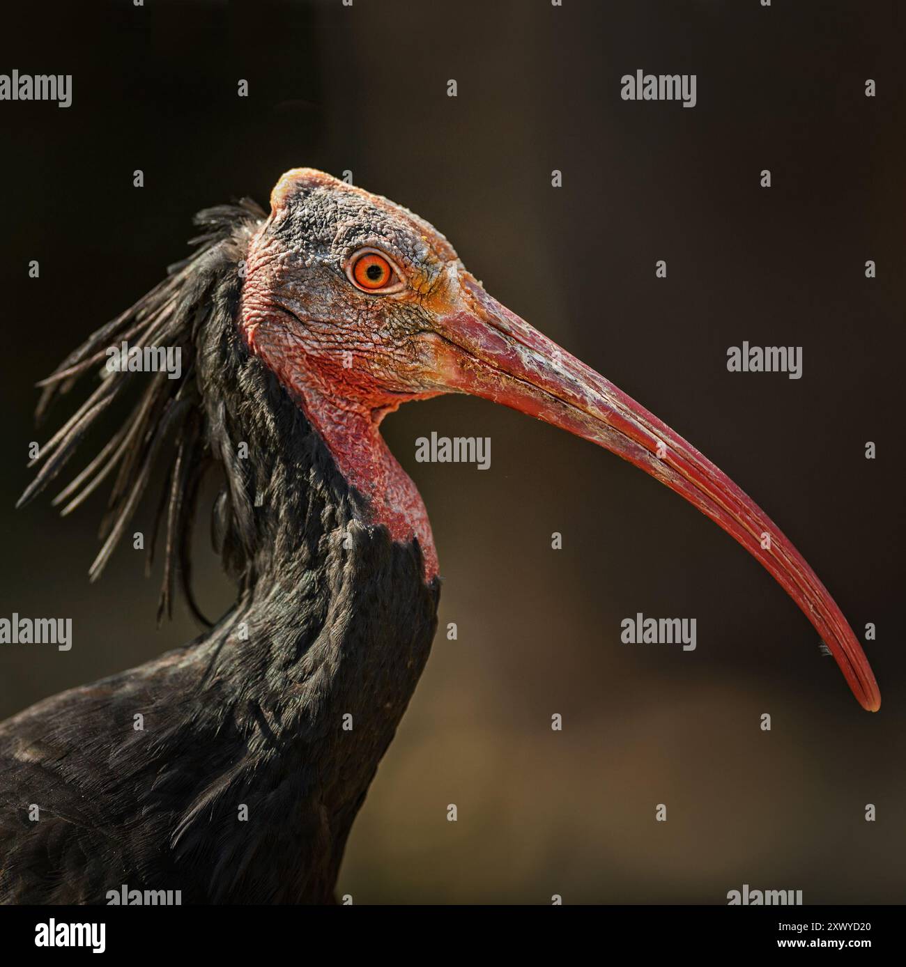 Northern Bald Ibis - Geronticus eremita, portrait d'oiseau spécial unique à tête chauve des montagnes et semi-déserts d'Afrique du Nord, Maroc. Banque D'Images