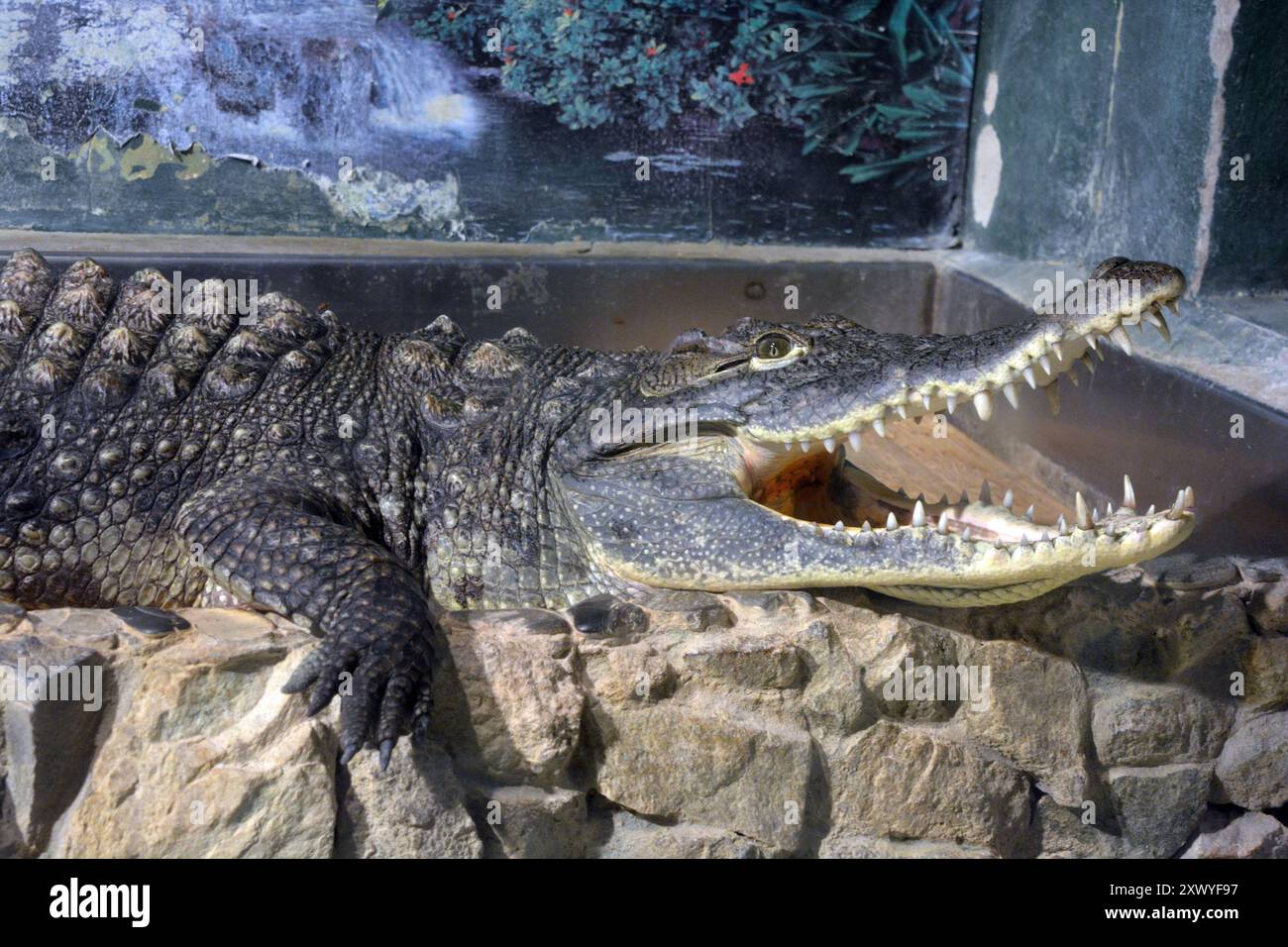 Animaux qui vivent dans l'aquarium pour les animaux d'eau douce et les poissons. Un grand crocodile vert d'eau douce qui vit nage dans un aquarium en verre intérieur avec po Banque D'Images