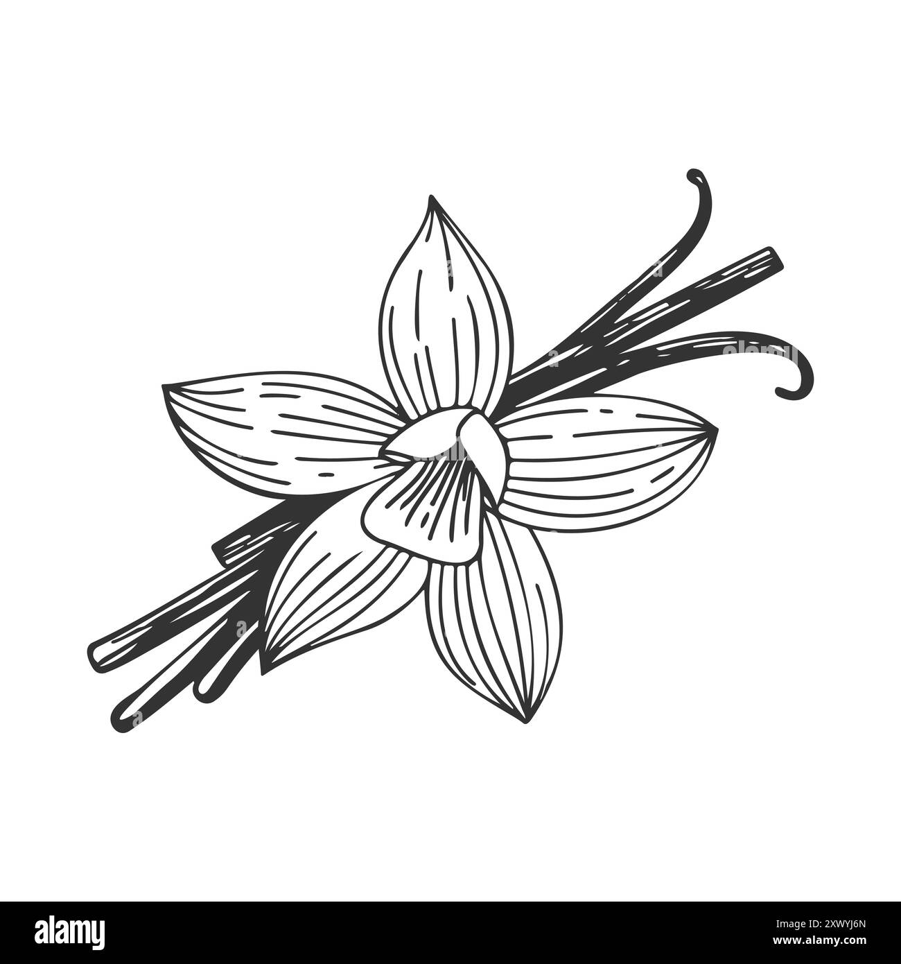 Fleur d'orchidée vanille avec gousses de bâtonnets de vanille. Dessin d'esquisse isolé sur fond blanc. Illustration vectorielle Illustration de Vecteur