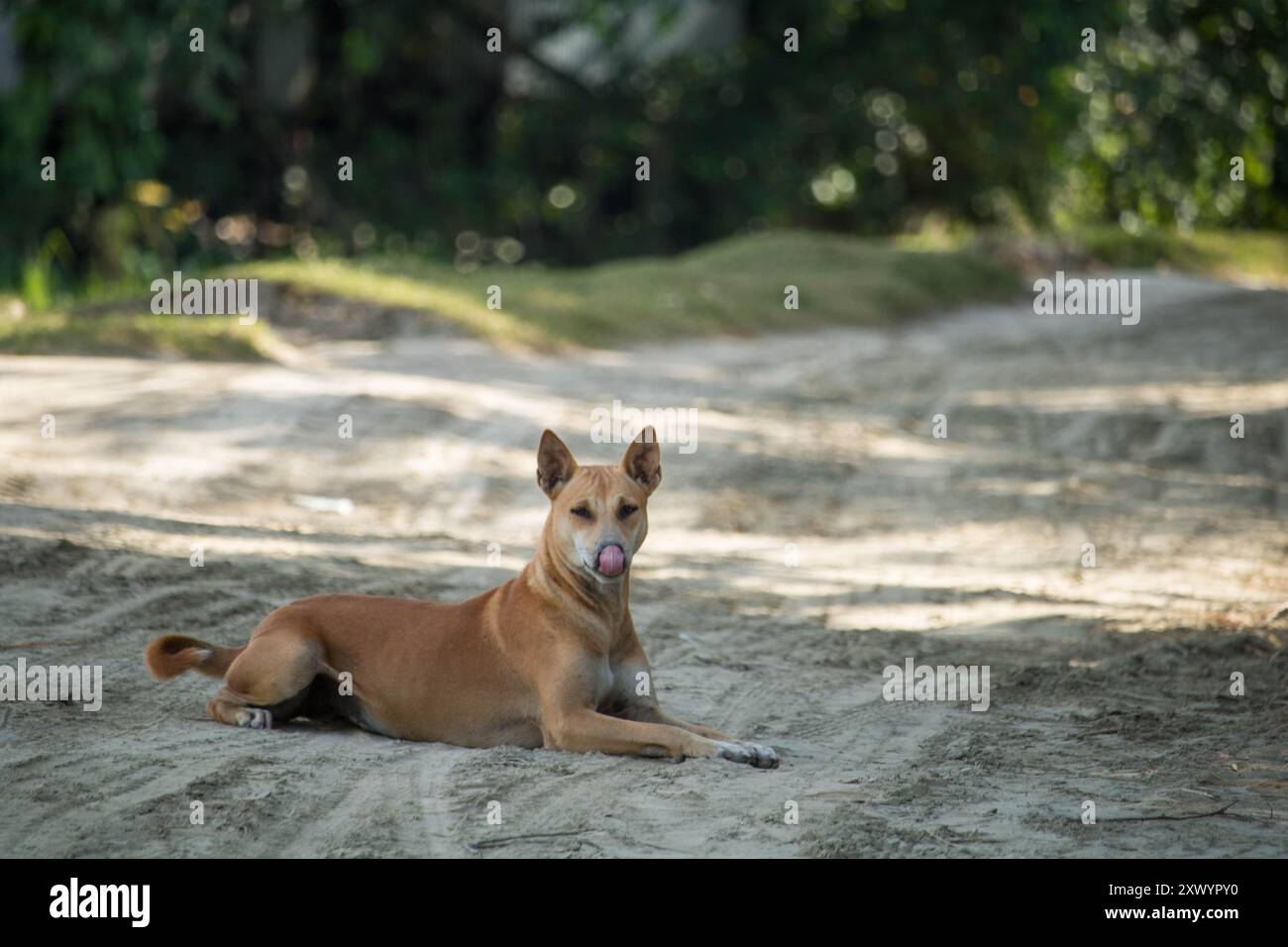 Stray deux chiens ​​without propriétaire saison des pluies, chien sur la route errant au Bangladesh. Banque D'Images