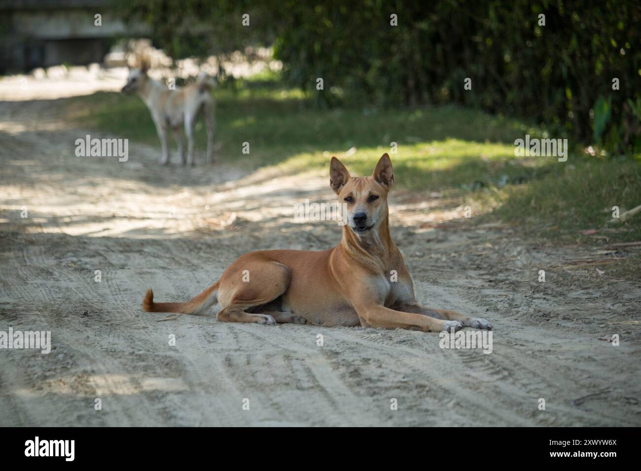 Stray deux chiens ​​without propriétaire saison des pluies, chien sur la route errant au Bangladesh. Banque D'Images