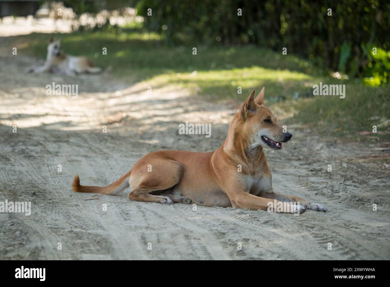 Stray deux chiens ​​without propriétaire saison des pluies, chien sur la route errant au Bangladesh. Banque D'Images