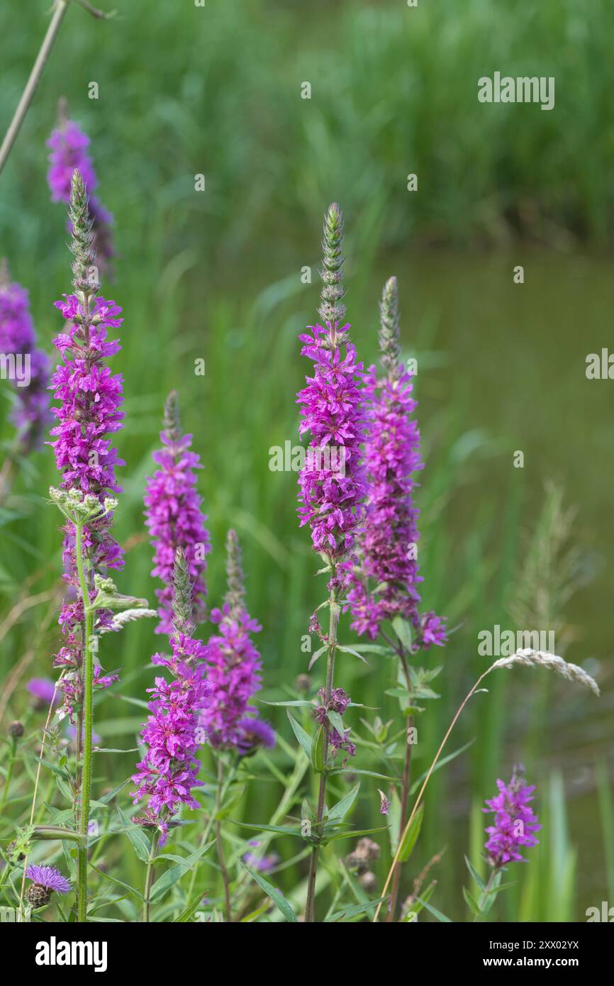 Loosestrife pourpre (Lythrum salicaria) fleurissant au bord d'un étang, Newton Valence, Hampshire, Royaume-Uni, juillet Banque D'Images