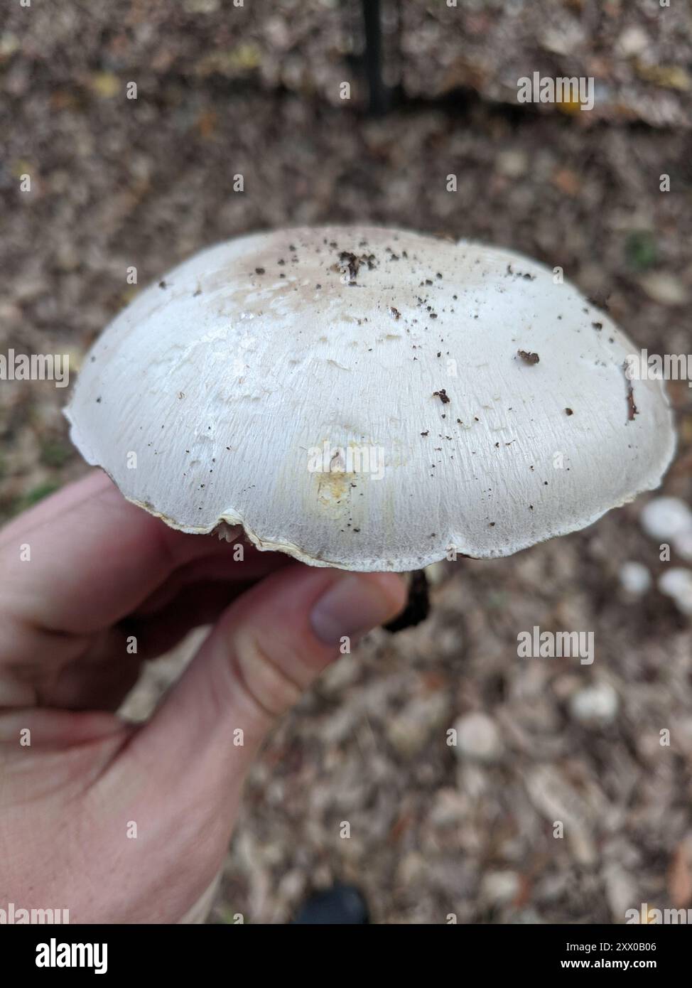 Champignons jaunes (Agaricus xanthodermus) Banque D'Images