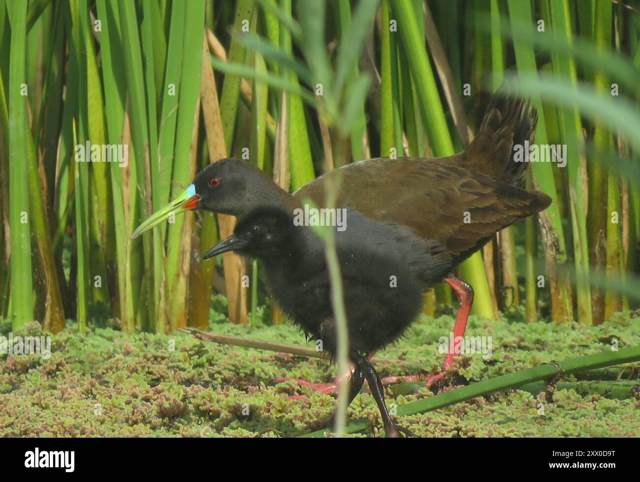 Chemin de fer de Plumbeous (Pardirallus sanguinolentus) Aves Banque D'Images