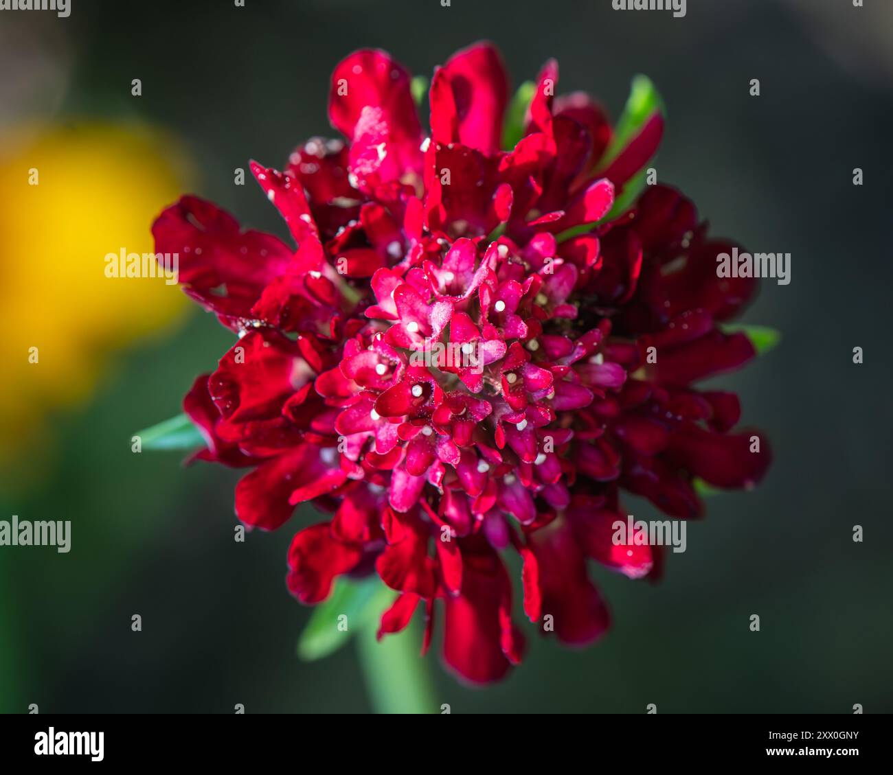 Vue au-dessus de la fleur rouge du roi Scabiosa Banque D'Images