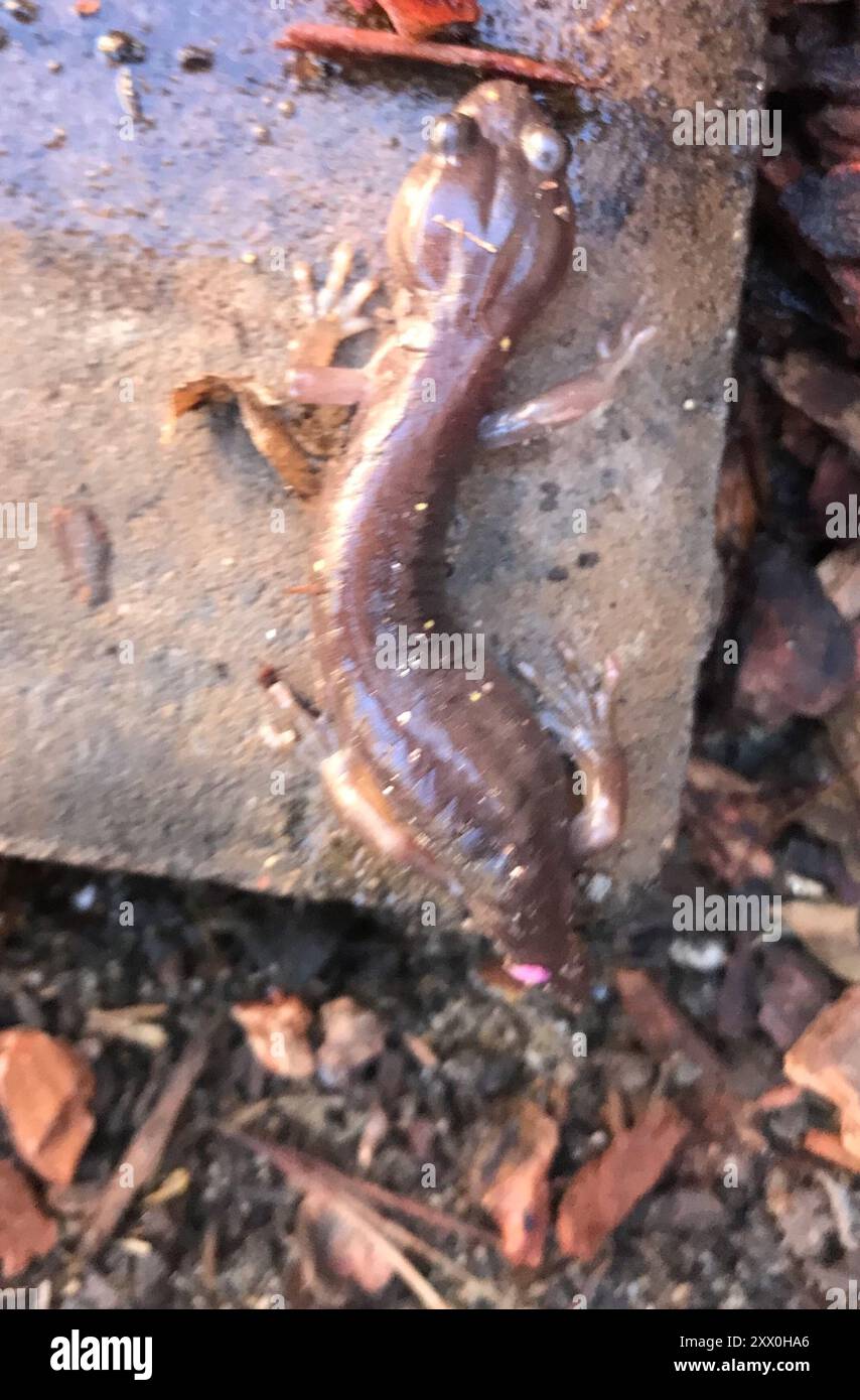 Salamandre arboricole (Aneides lugubris) amphibiens Banque D'Images