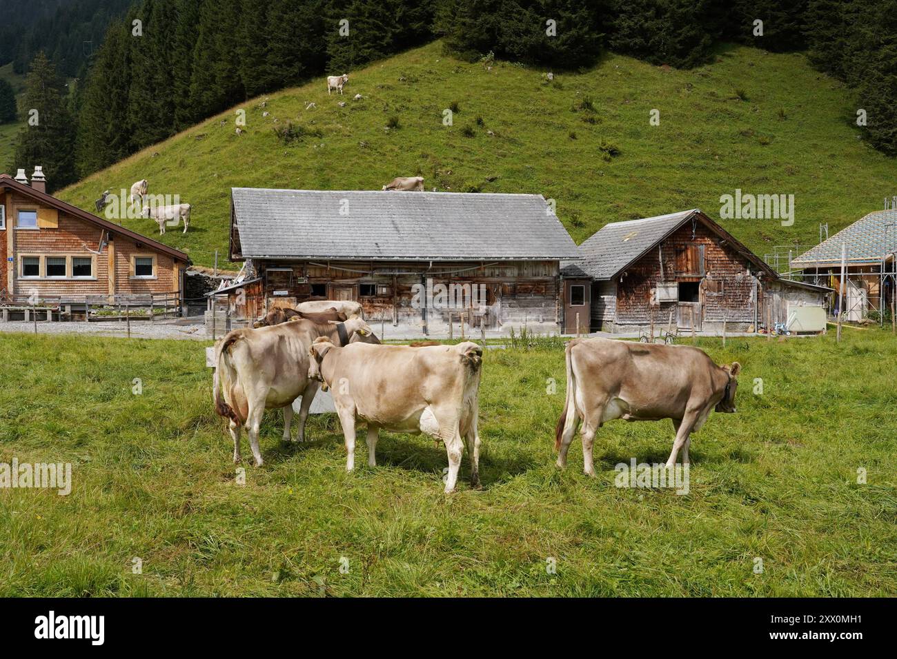 Anton Geisser 21.08.2024 Meiringen Landwirtschaft Suisse. Bild : Alphuette ,Kuehe auf einer Alpweide *** Anton Geisser 21 08 2024 Meiringen Agriculture Suisse photo Alphuette ,vaches sur un pâturage alpin Banque D'Images