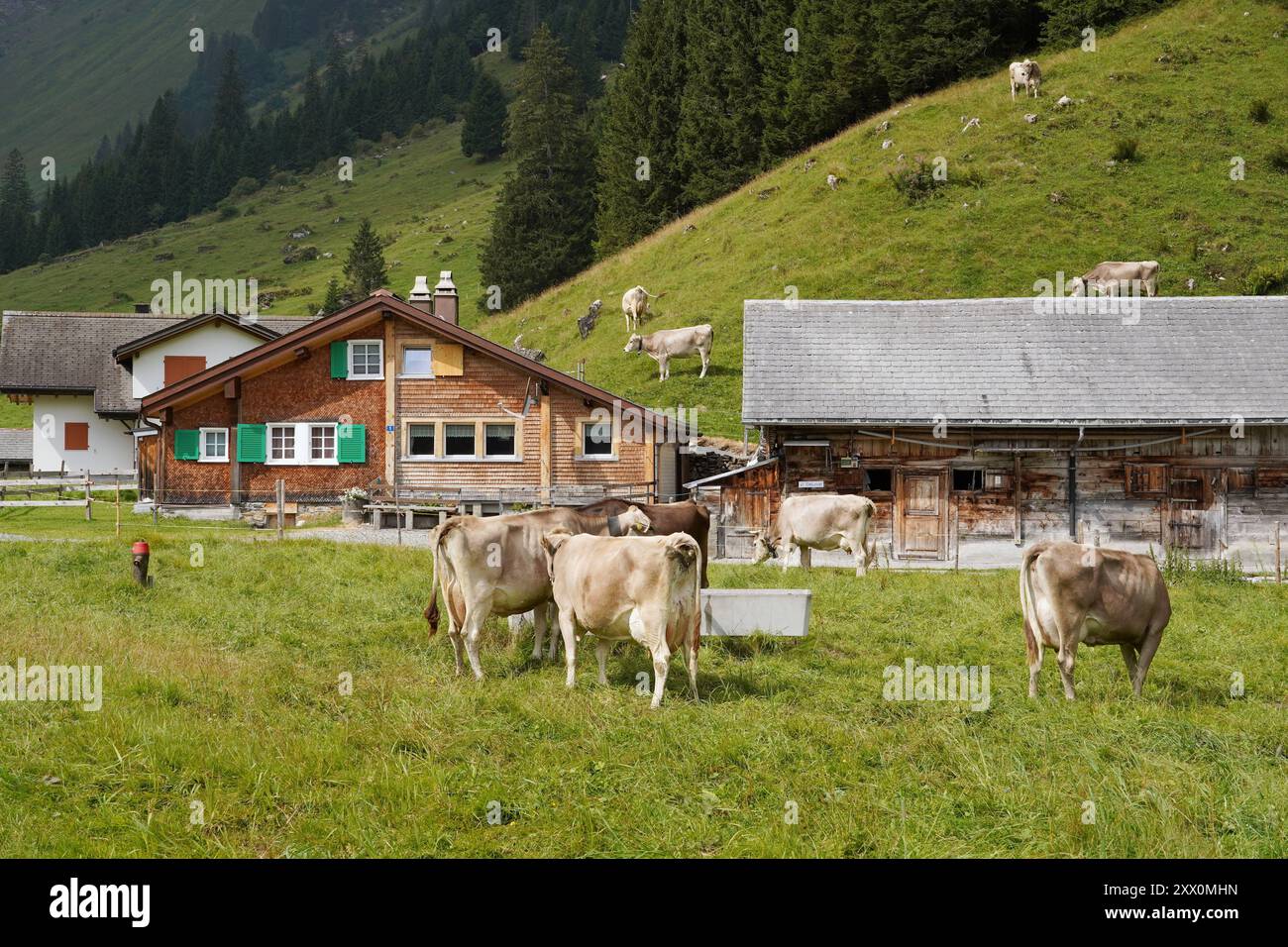 Anton Geisser 21.08.2024 Meiringen Landwirtschaft Suisse. Bild : Alphuette ,Kuehe auf einer Alpweide *** Anton Geisser 21 08 2024 Meiringen Agriculture Suisse photo Alphuette ,vaches sur un pâturage alpin Banque D'Images
