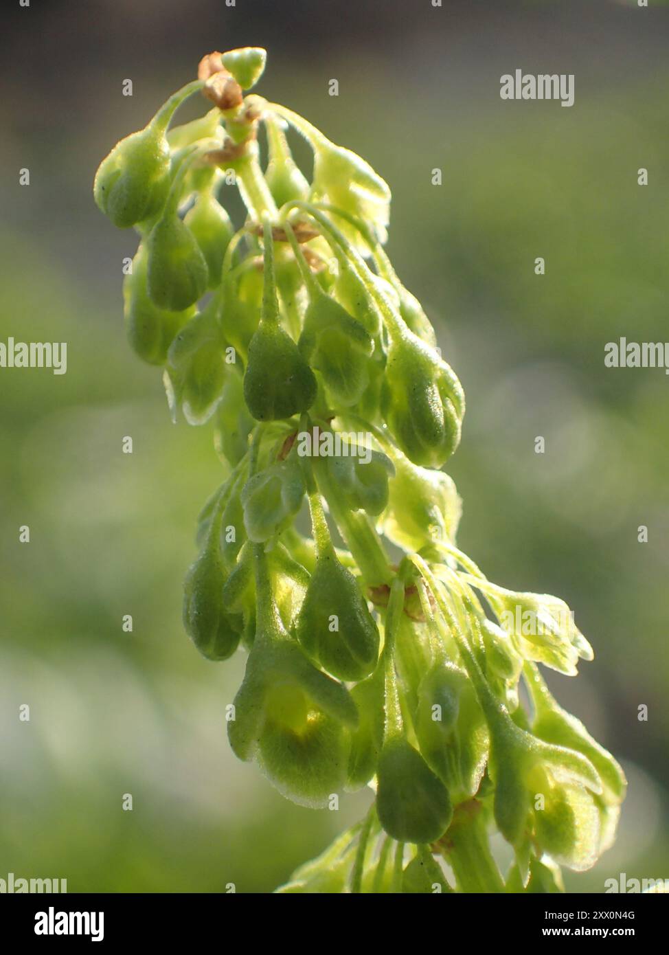 Quai japonais (Rumex japonicus) Plantae Banque D'Images