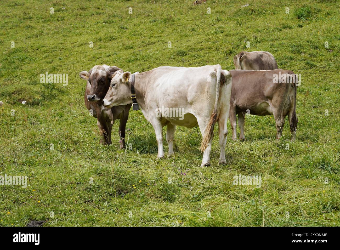Anton Geisser 21.08.2024 Meiringen Landwirtschaft Suisse. Bild : Kuehe auf einer Alpweide *** Anton Geisser 21 08 2024 Meiringen Agriculture Suisse vaches sur un pâturage alpin Banque D'Images