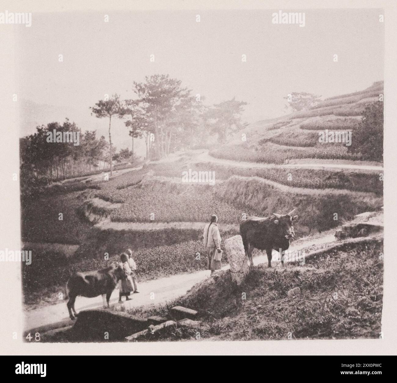 Photo vintage de collines en terrasses. Illustrations de la Chine Qing, 1875 terrassement est grandement utilisé en Chine pour l'irrigation et la culture de ce qui serait autrement des terres sans déchets. La photo représente une colline en terrasses prise sur le bord de la route dans le quartier de Foochow (Fuzhou), près d'un endroit appelé 'la Plantation', que tous les résidents étrangers connaissent bien. Beaucoup de collines sont par ce moyen, et par le savoir-faire et l'industrie des petits agriculteurs, faits pour produire trois cultures par an, et les terres ainsi taxées ne sont jamais autorisées à être en jachère. Les eaux usées de la ville de Foochow sont effectuées par labo Banque D'Images